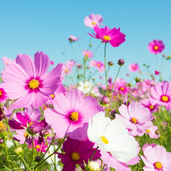 Meet your Posher, Jocelyne - Picture 1 of 1